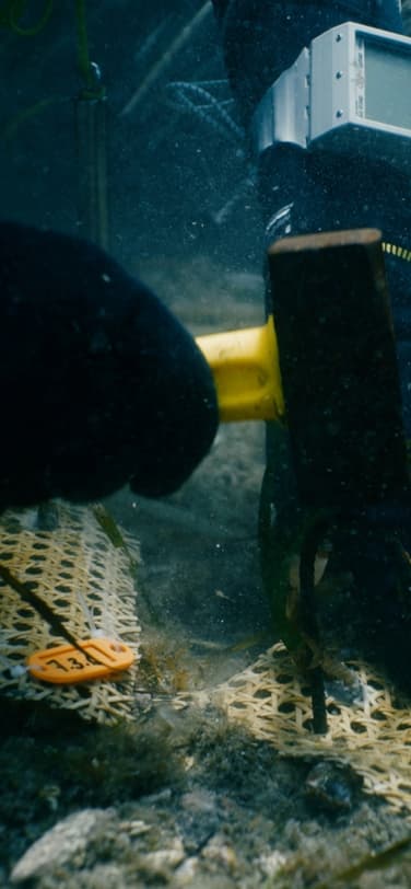 Posidonia exploration of the sea floor